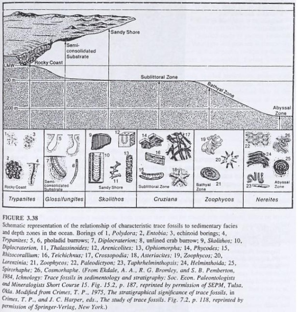 Gambar 5. Hubungan trace fosil terhadap fasies sedimen dan zona kedalaman di lautan.